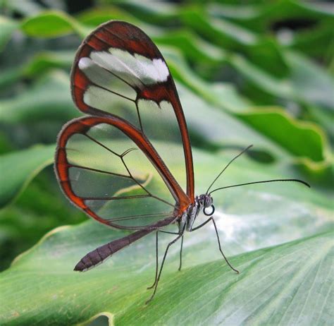 Immerse Yourself in a World of Color at the Magical Wings Butterfly Exhibit